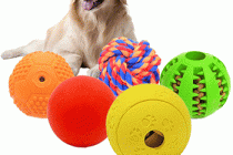 Review the Best Outdoor Dog Toys 2022 – Consumer Reports